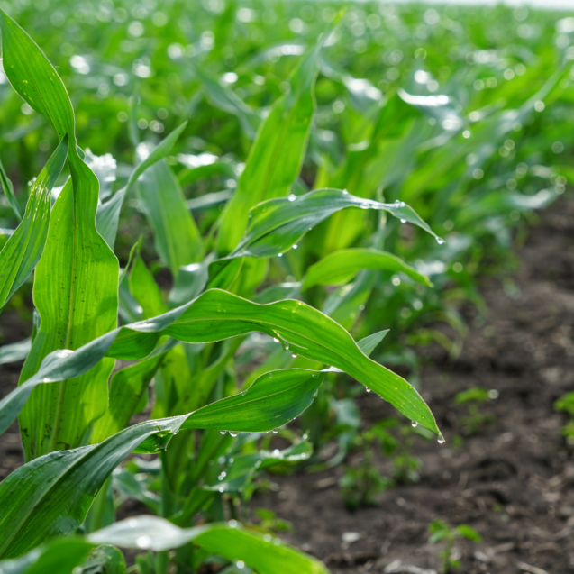 siarczan-magnezu-produkt