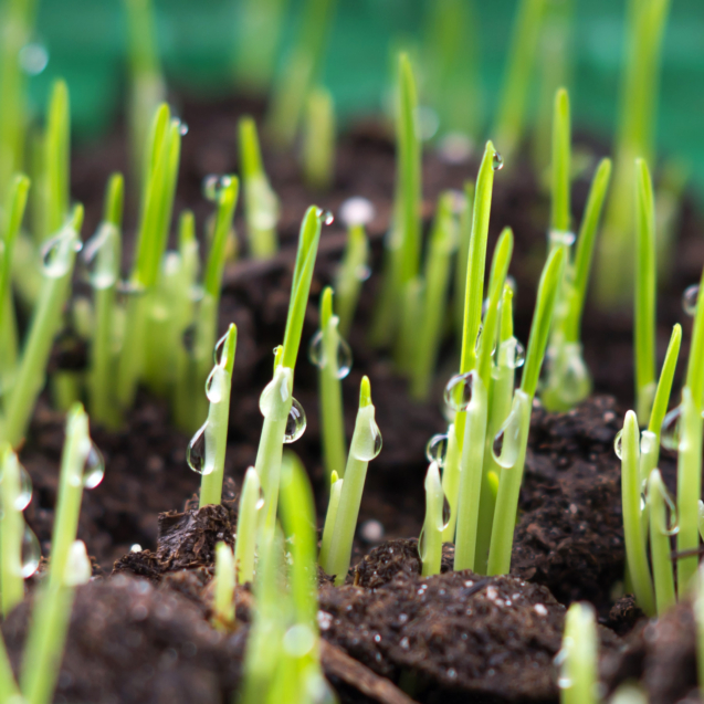 azotan-wapnia-produkt